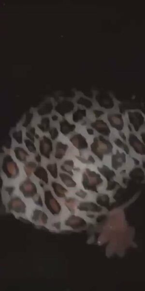 Worship that BBC 😏💦👅 BBC Porn Sex Video Leaked