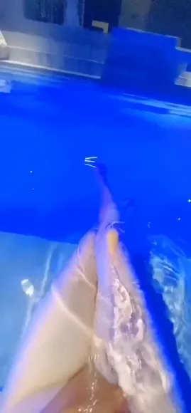 qiaoniutt Video #2624587 Nude Onlyfans Porn Video # 1764296782